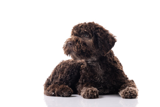 Oefenen met puppies