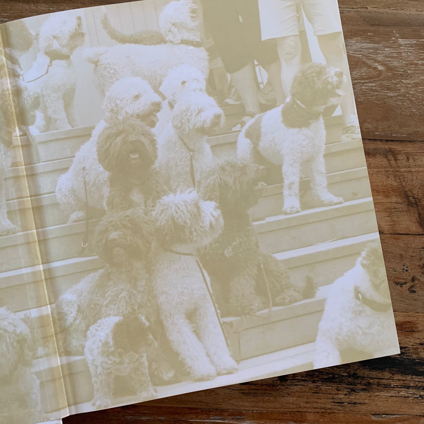 Boek Finse lagotto club