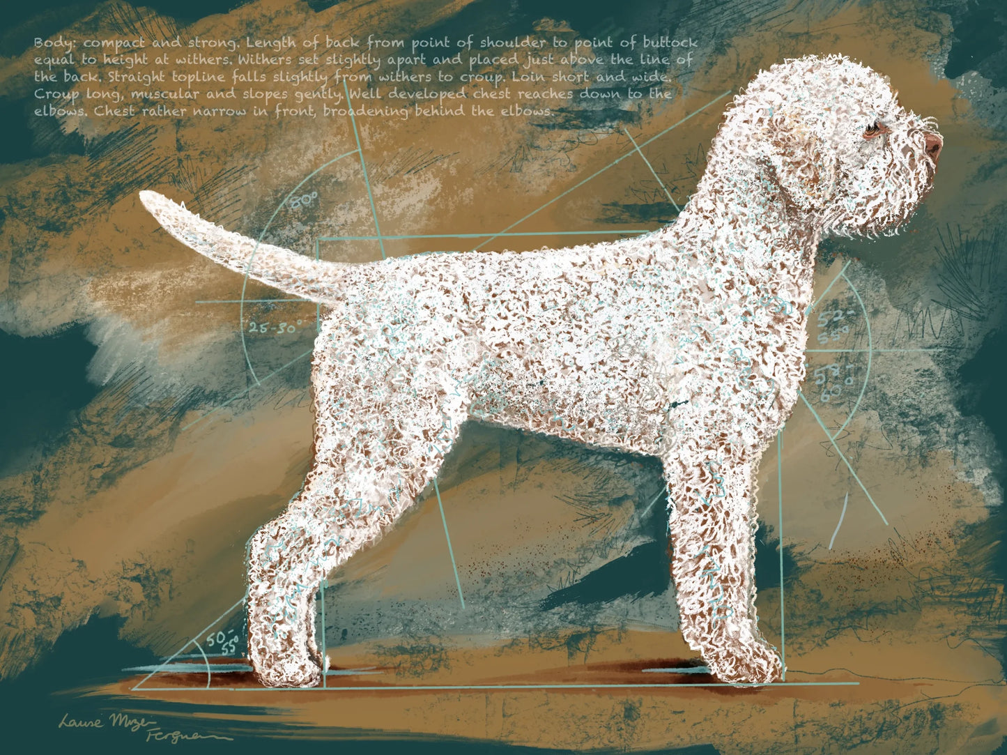 Lagotto breed standard "Body"