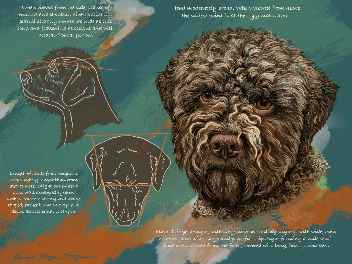 Lagotto breed standard "Head"