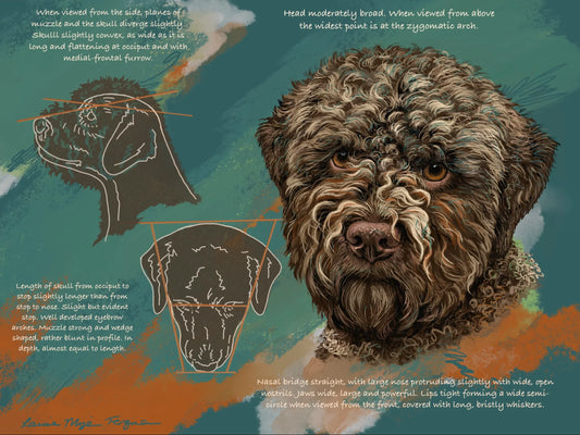 Lagotto breed standard "Head"