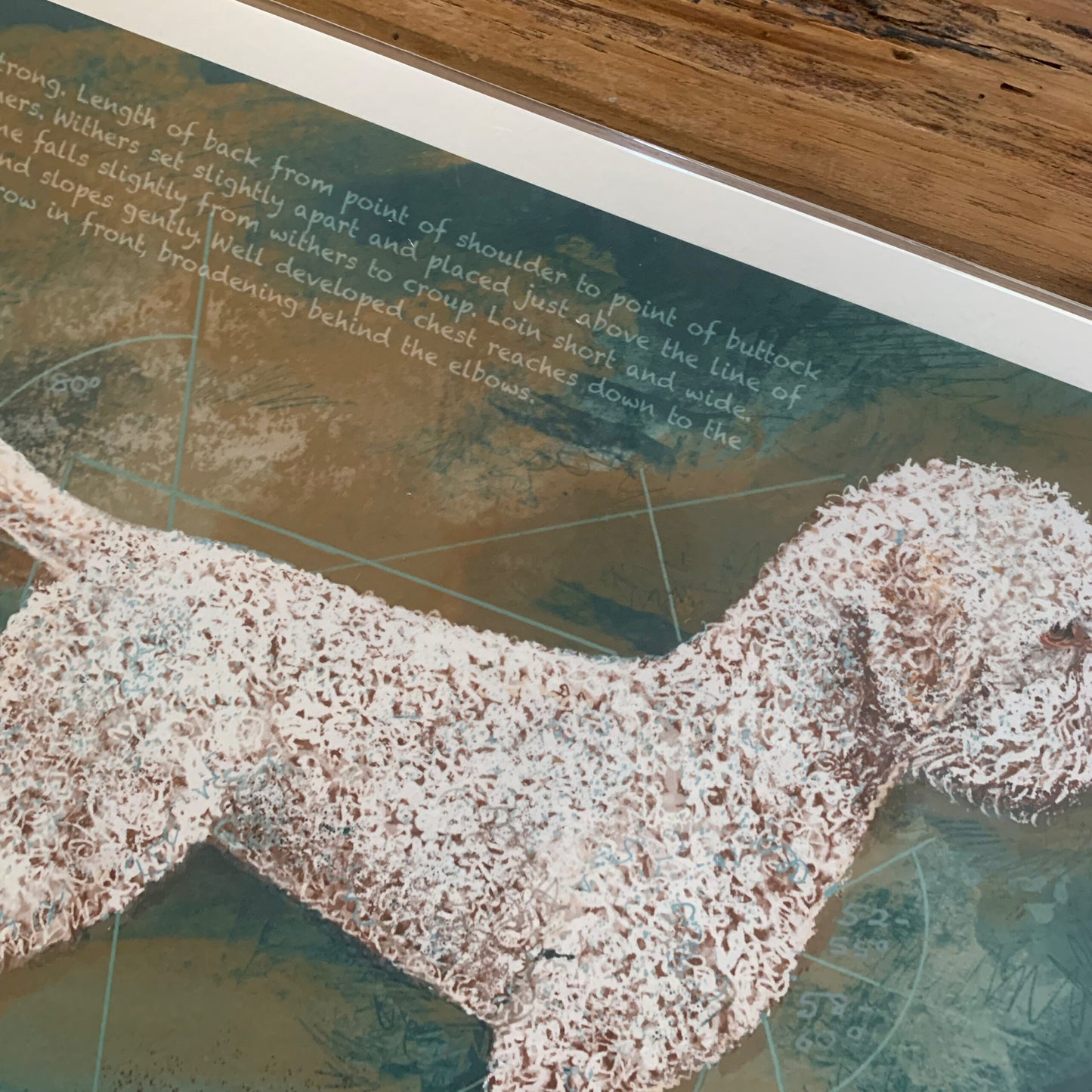 Lagotto breed standard "Body"