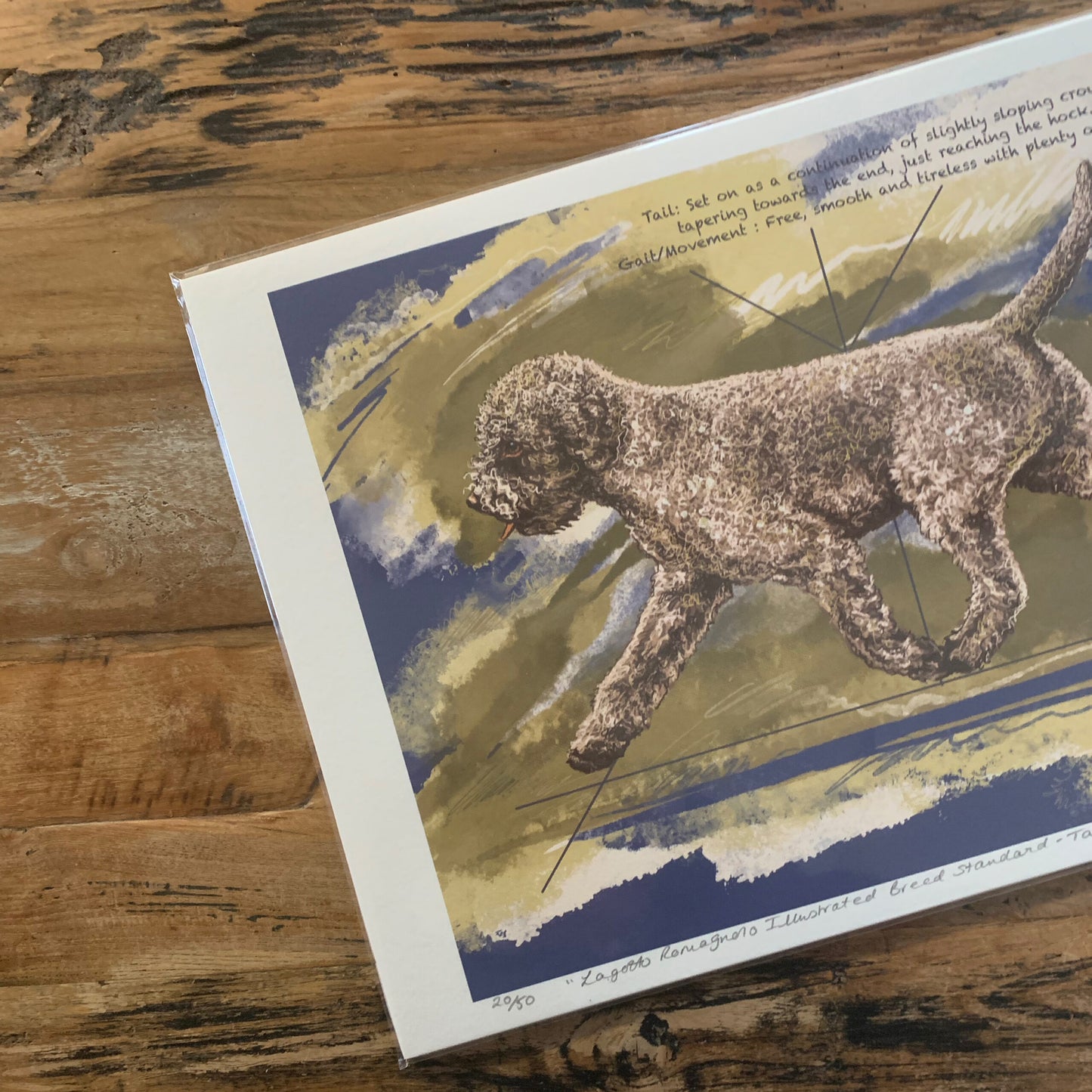 Lagotto breed standard "Gait"