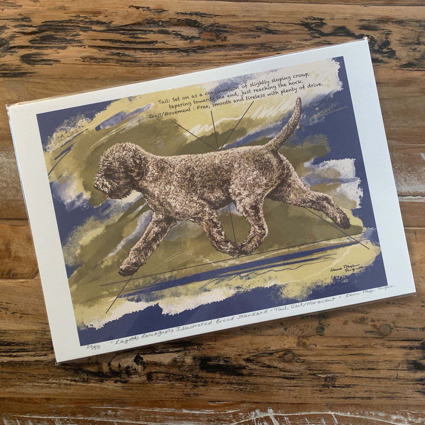 Lagotto breed standard "Gait"
