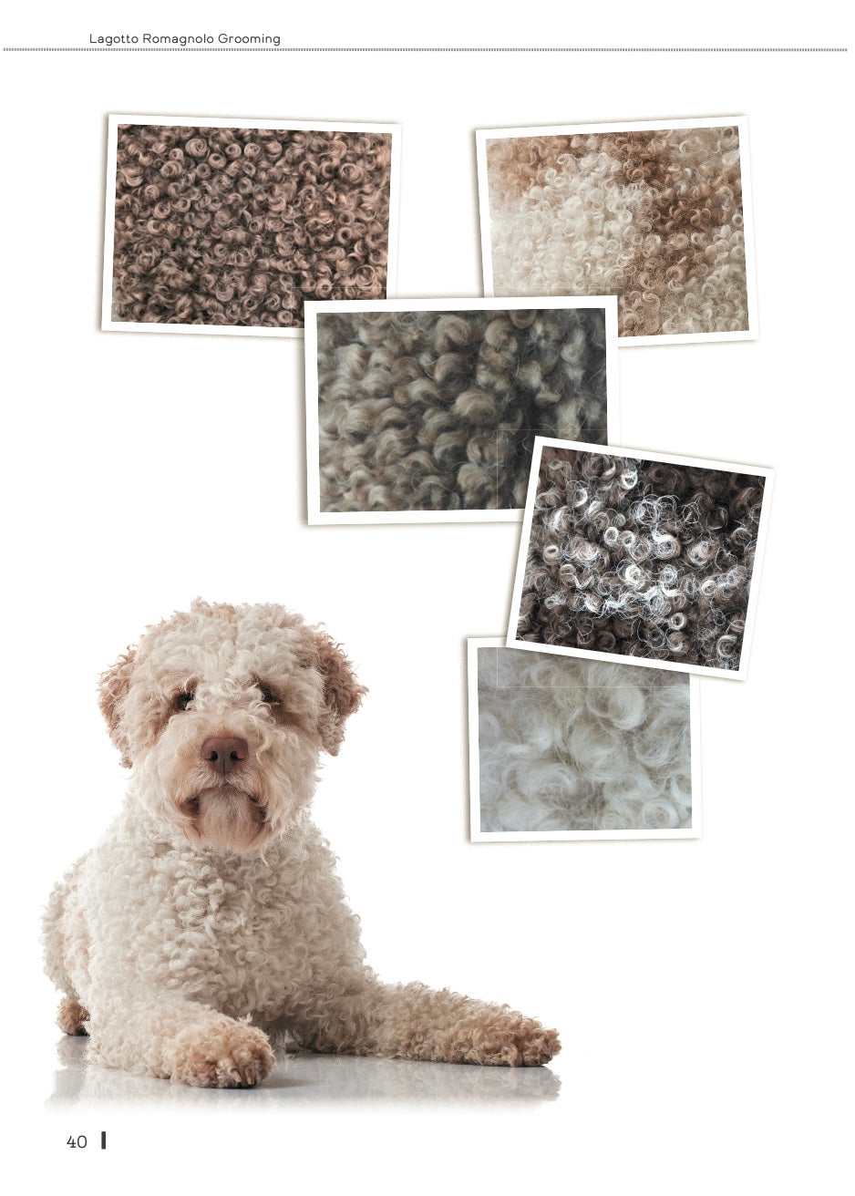 Libro sulla toelettatura Lagotto, in inglese