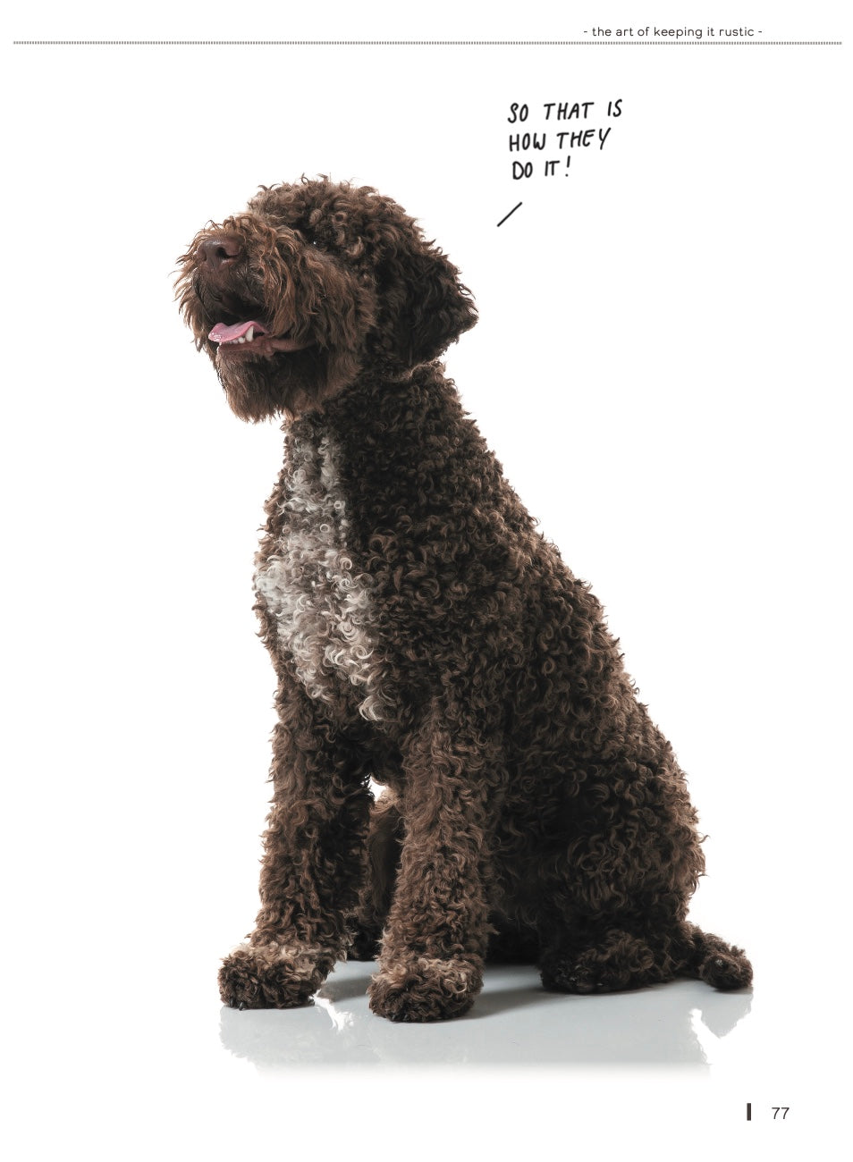 Libro sulla toelettatura Lagotto, in inglese