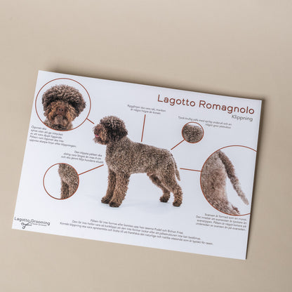 Lagotto grooming card