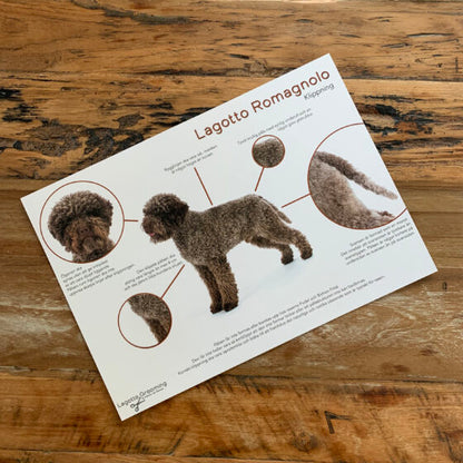 Lagotto grooming card